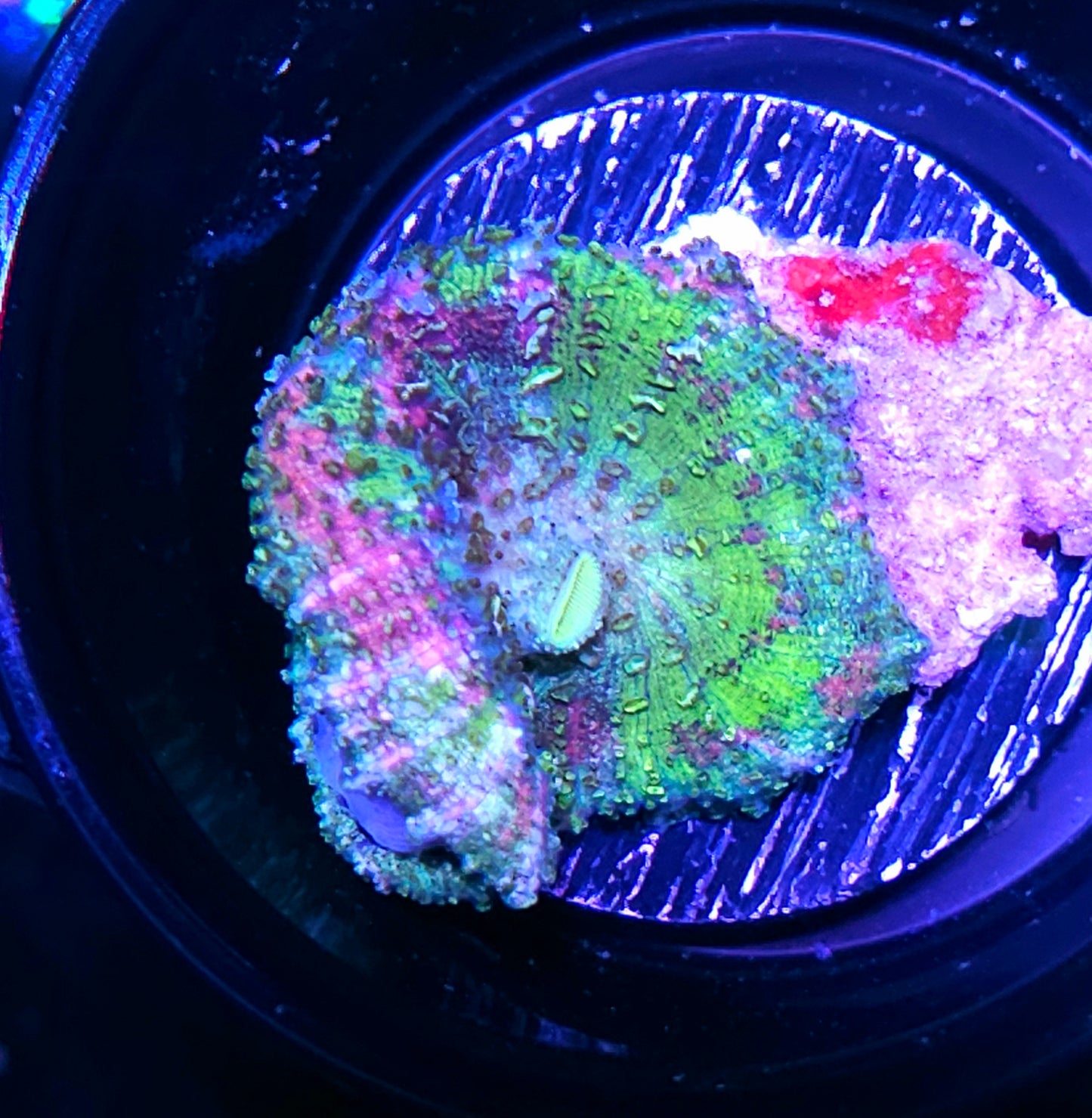Hazmat Jawbreaker Carlgreni Mushroom