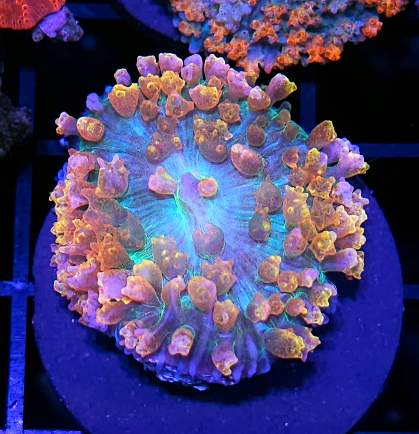 Voodoo Sunrise St Thomas Mushroom