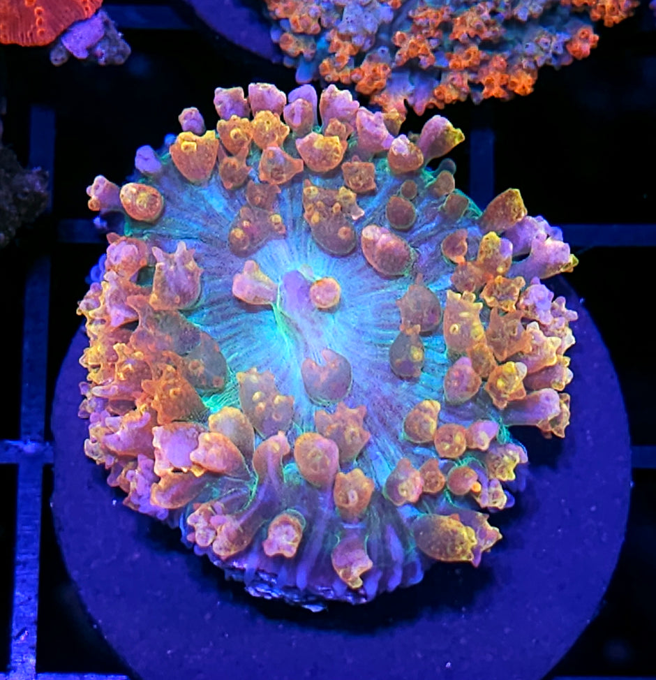 Voodoo Sunrise St Thomas Mushroom