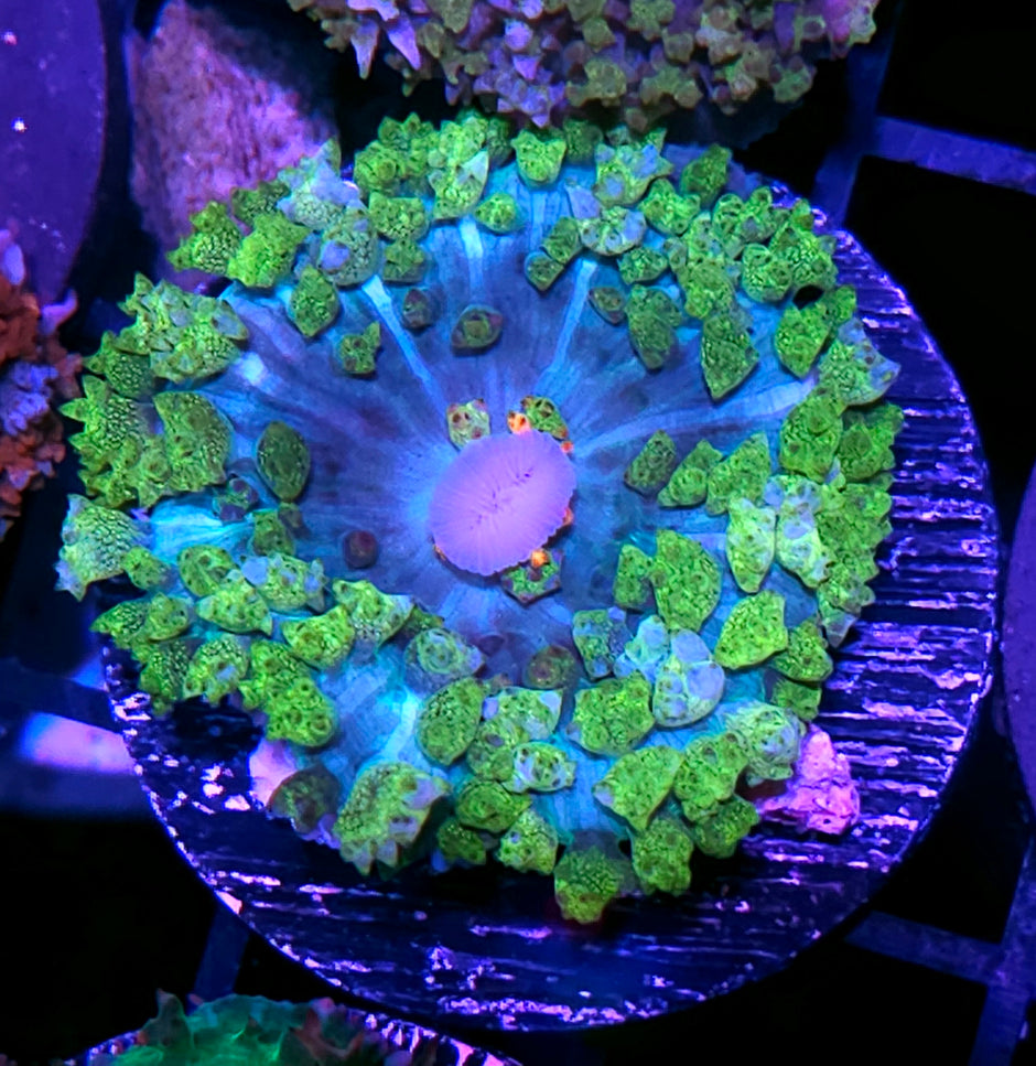 HF Lemongrass St Thomas Mushroom
