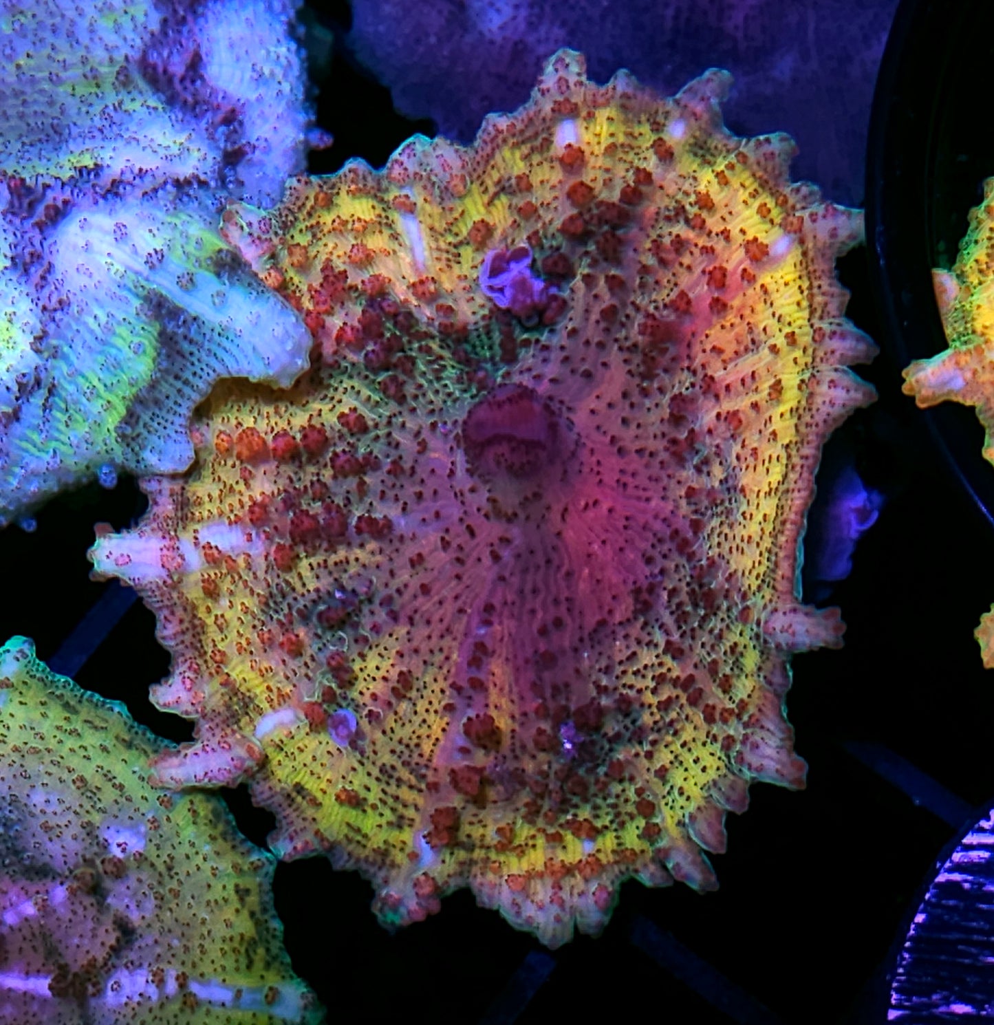 Rainbow Catalyst Neglecta Umbrella Mushroom
