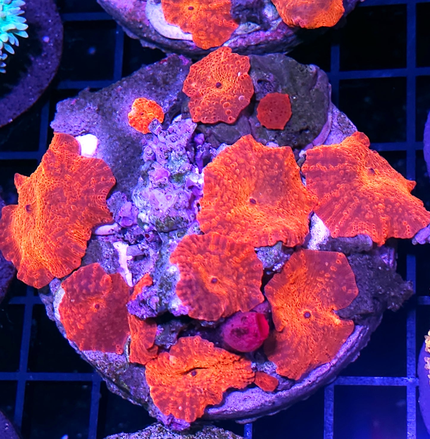 Intense Chameleon Orange Mushroom Colony