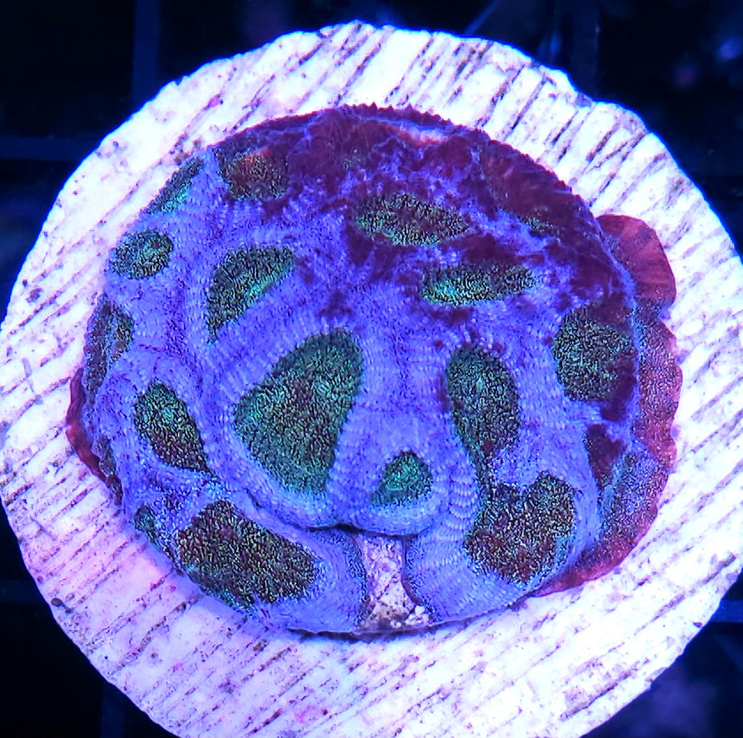 Glitter Goddess Favia Colony