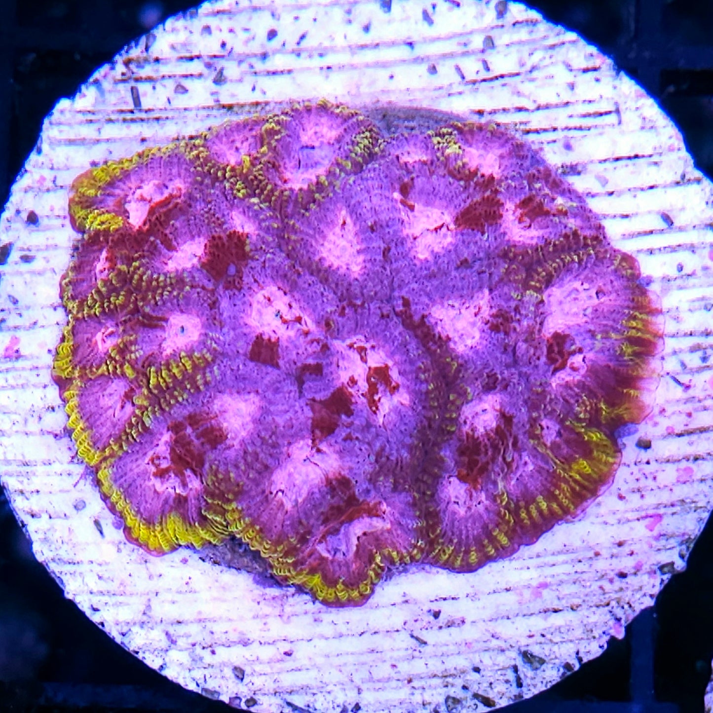 HF Pikachu Favia Mother Colony 🎰