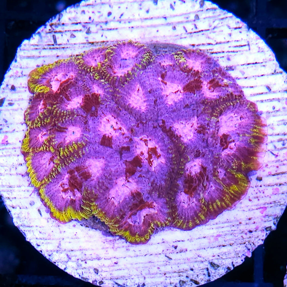 HF Pikachu Favia Mother Colony 🎰