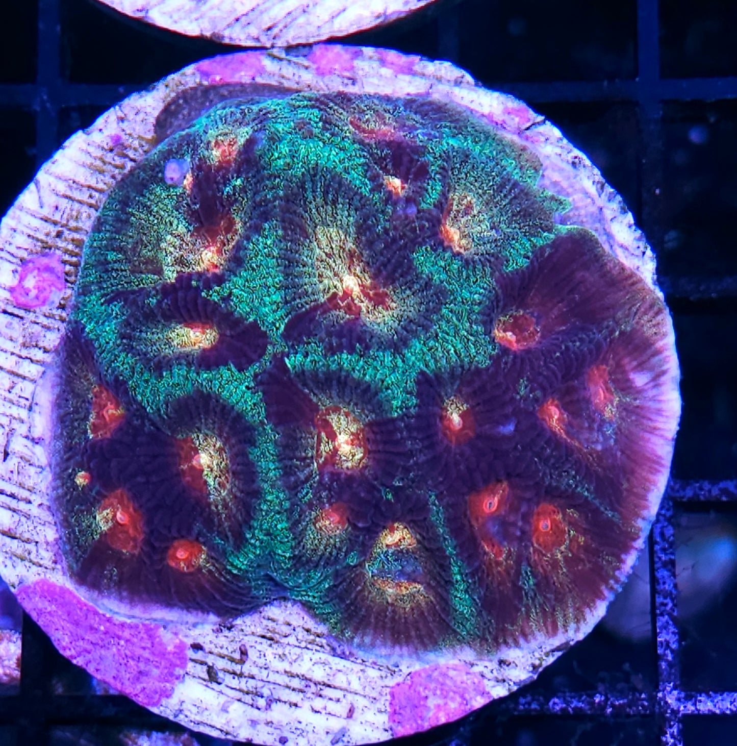 HF Astrial Radiance Favia Colony
