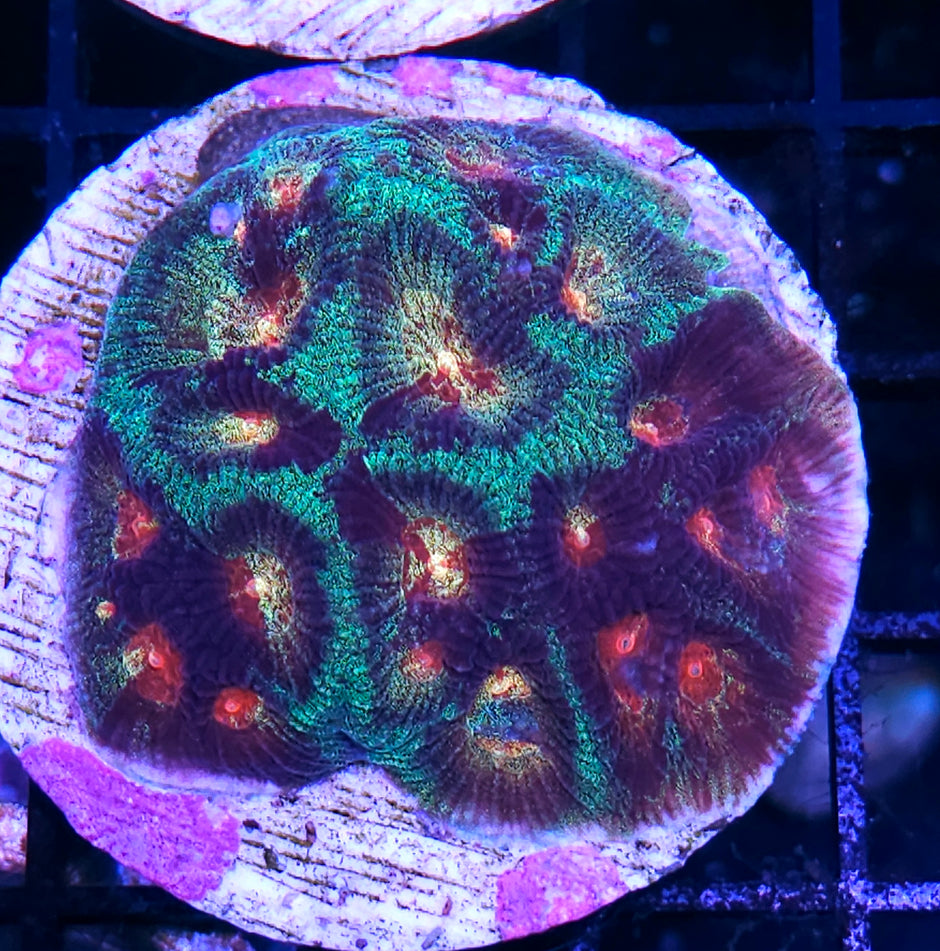 HF Astrial Radiance Favia Colony