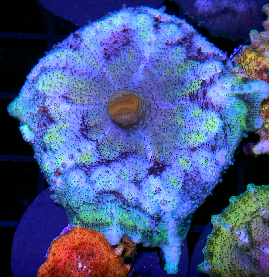 Butterfly Effects Neglecta Umbrella Mushroom