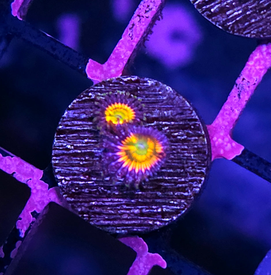 Sunny D Zoas
