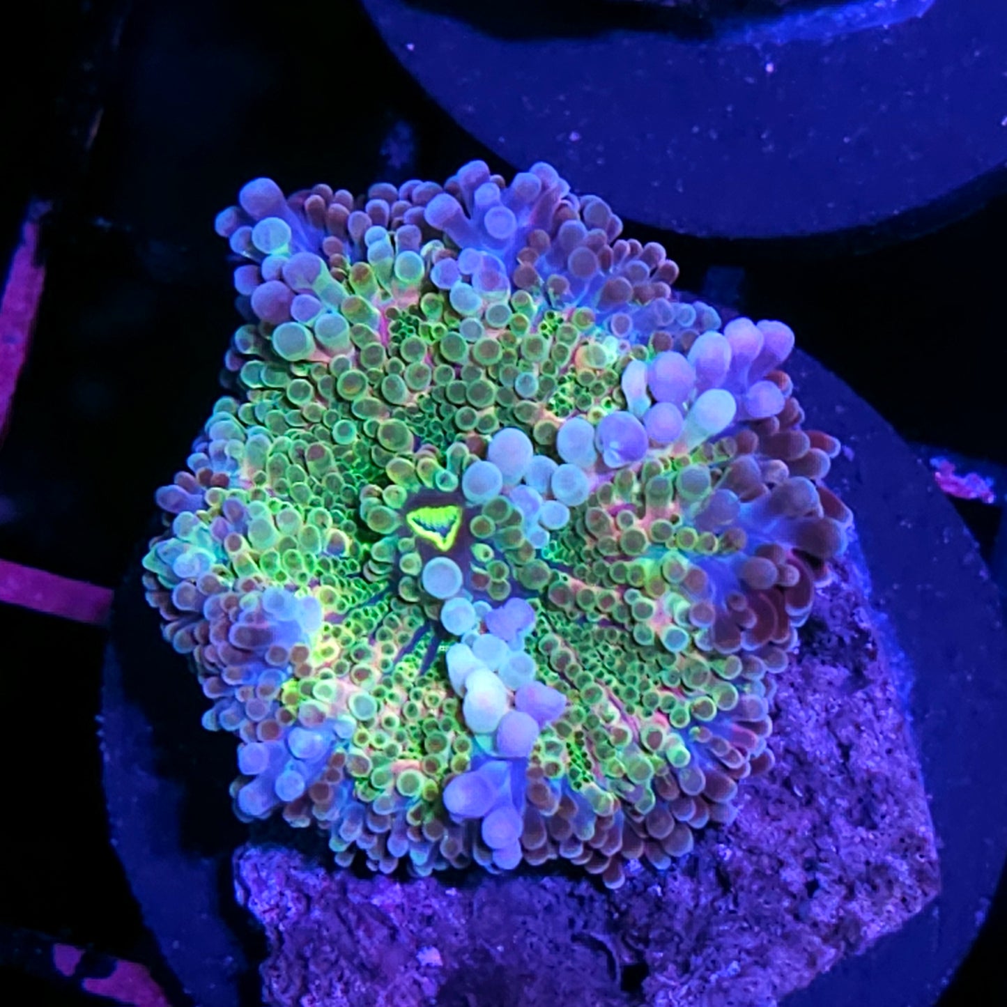 Chromatic Metallics Bounce Yuma