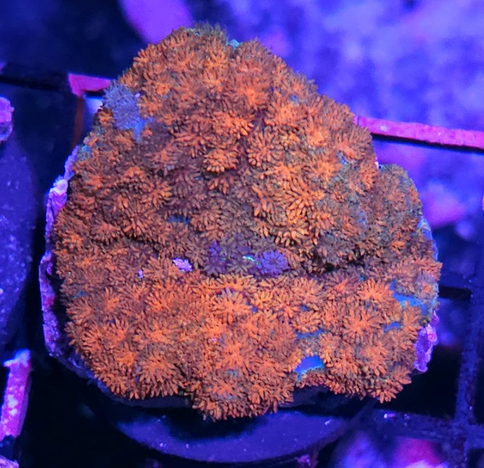 3" HF Queen Tigress Pom Pom Mushroom RARE