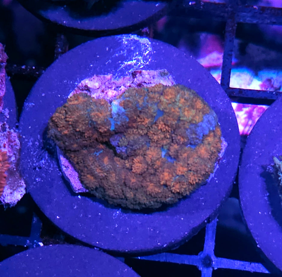 HF Tiger Paw Pom Pom Mushroom RARE