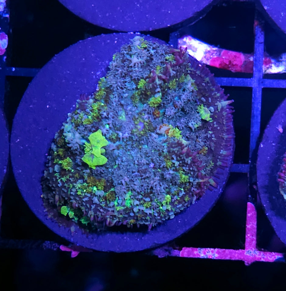 HF Biohazard Bounce Mushroom