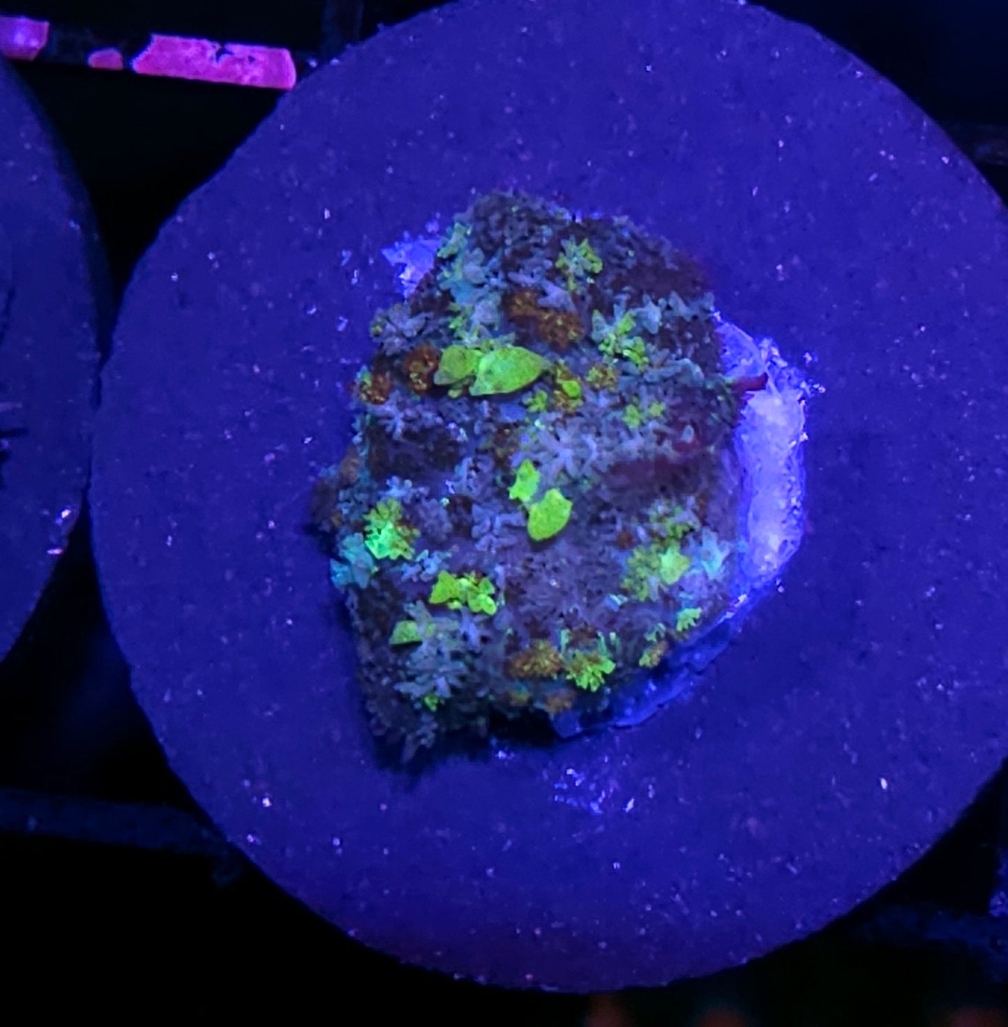 HF Biohazard Bounce Mushroom