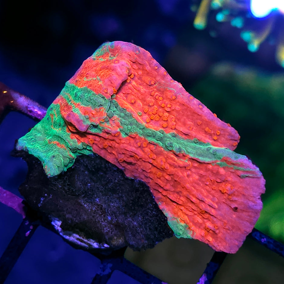 DR Grafted Montipora