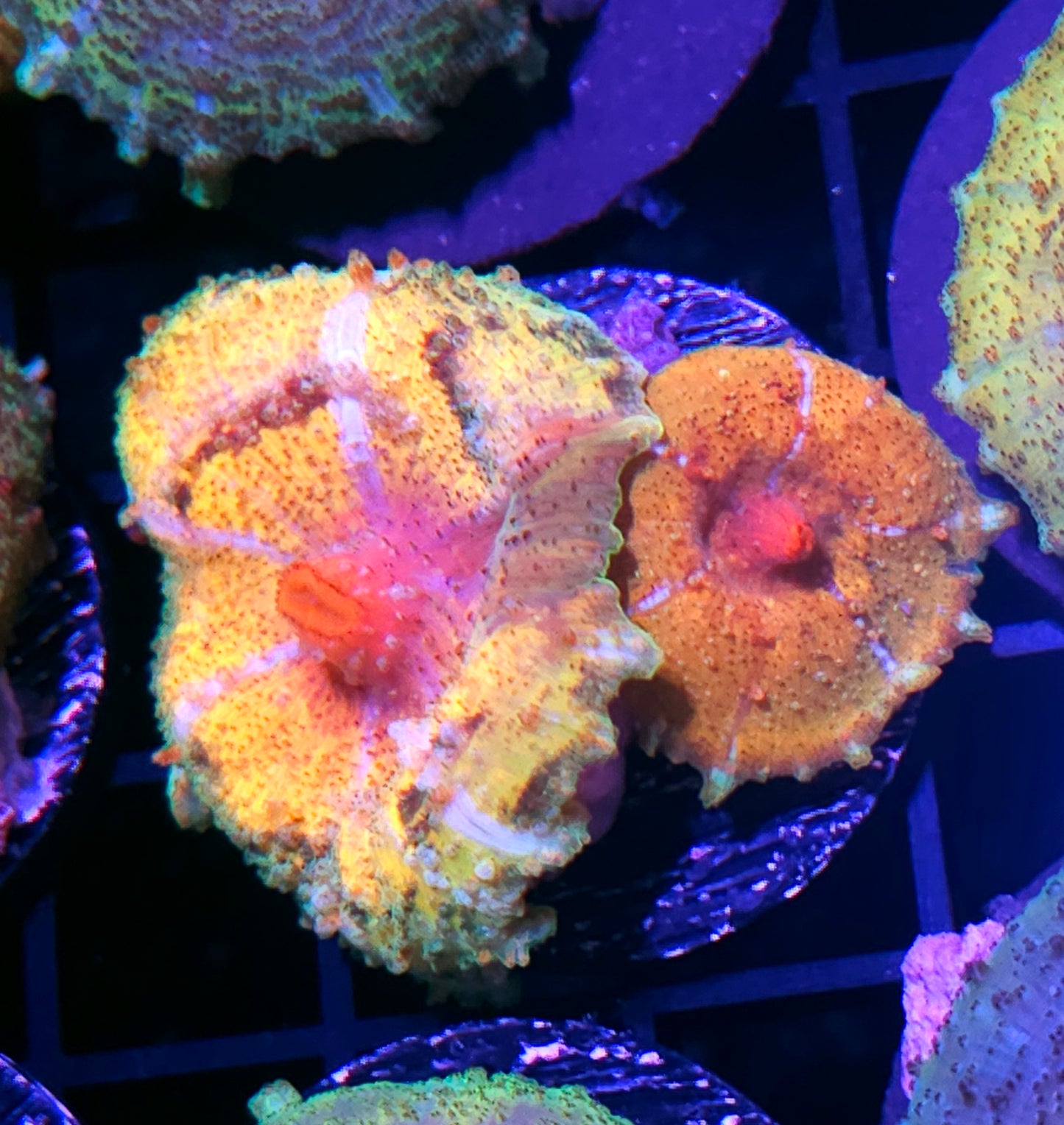 Golden Rainbow Neglecta Umbrella Mushrooms INSANE