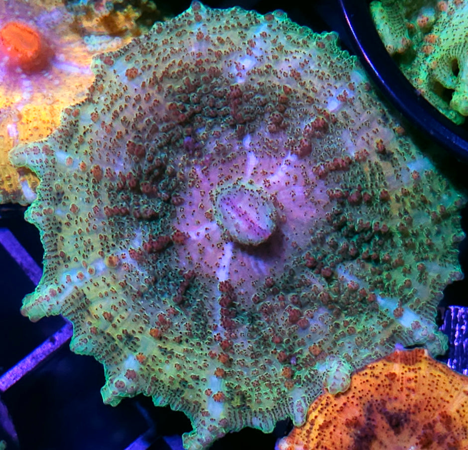 Gecko Neglecta Umbrella Mushroom