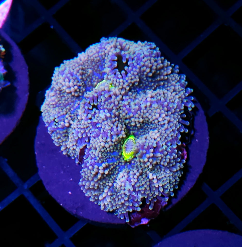 Royal Highness Ricordea
