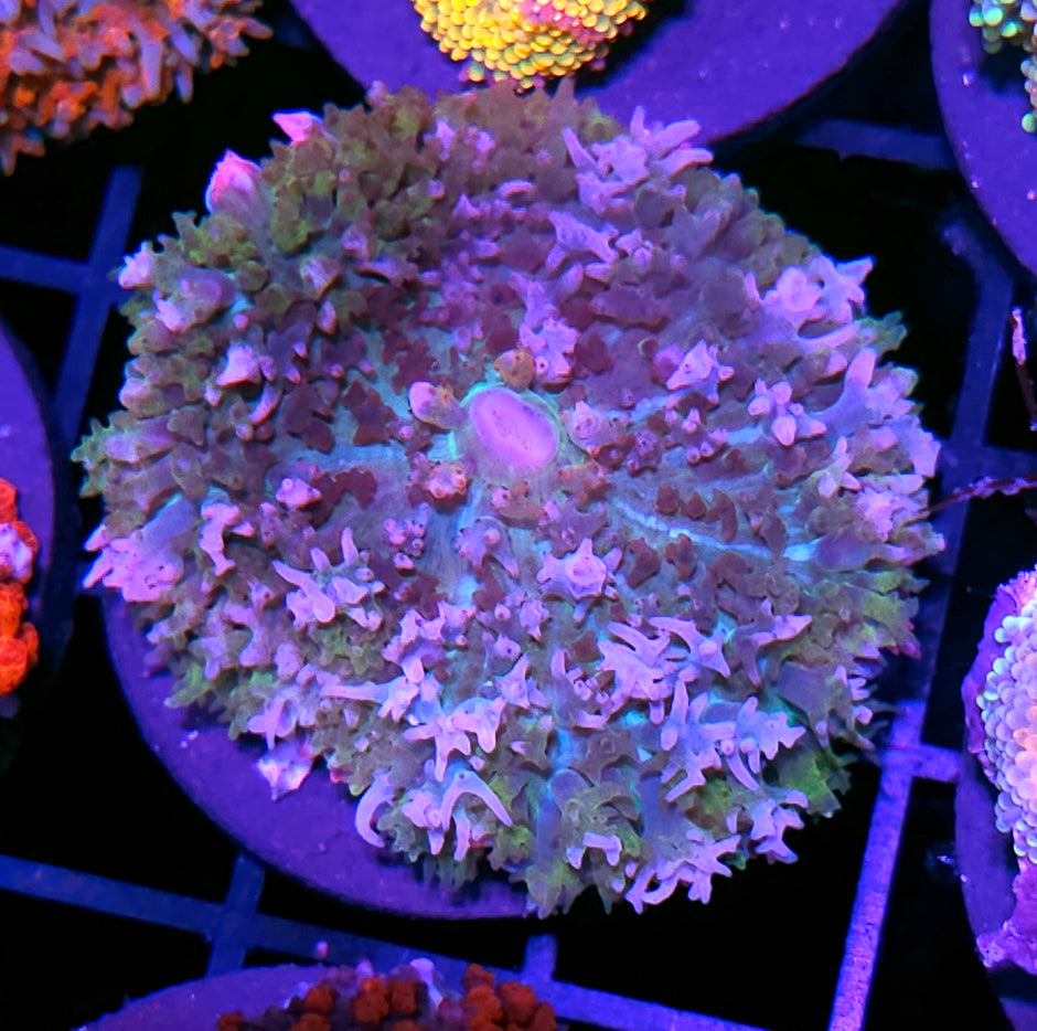 Bay Breeze St Thomas Mushroom