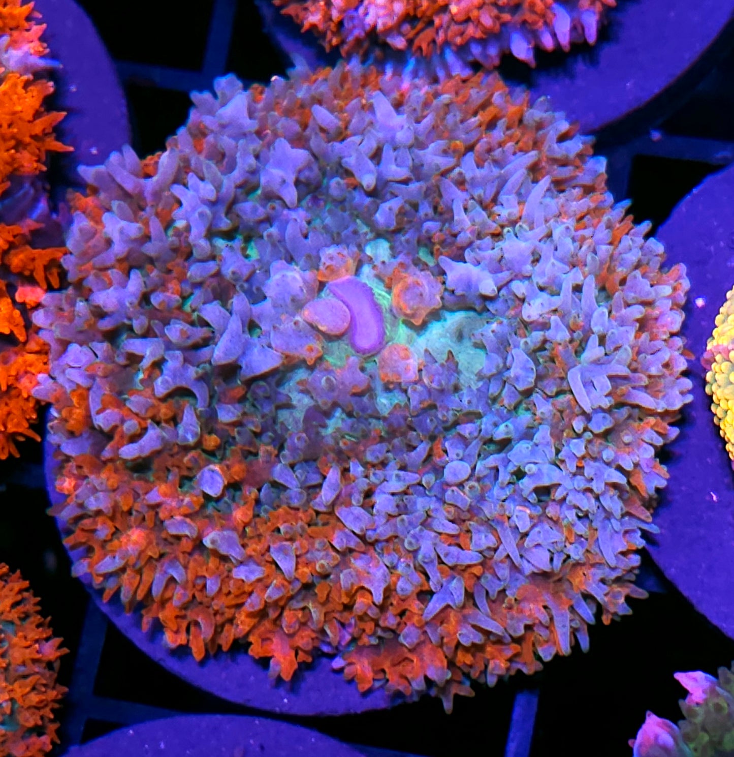 Contagion St Thomas Mushroom