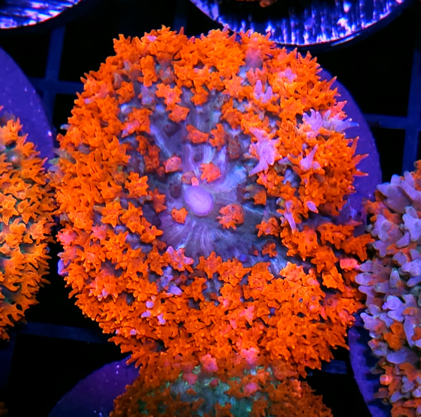 Royal Red St Thomas Mushroom