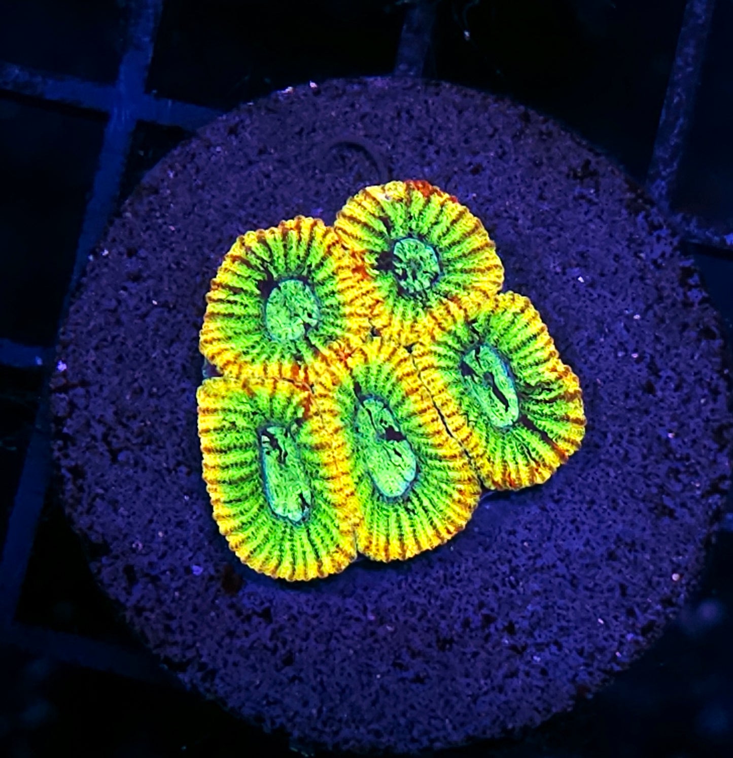 Nuclear Meltdown Micro