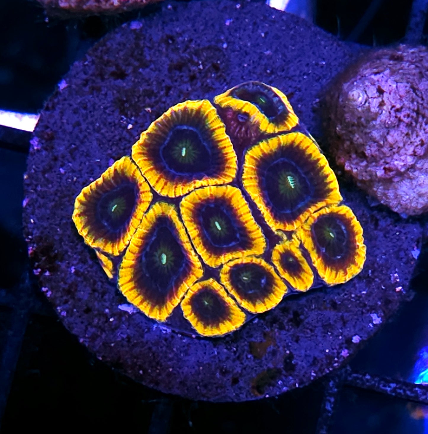 HF Lost Souls Micro Favia