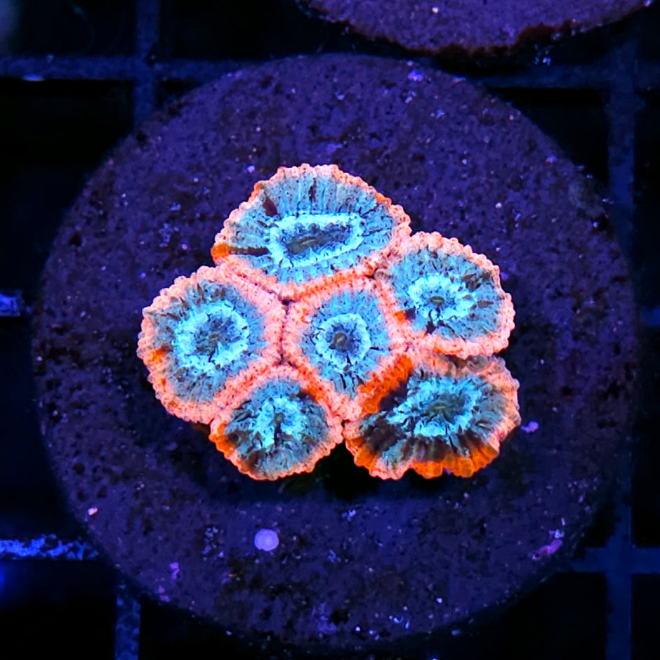 HF Stained Glass Micro Favia