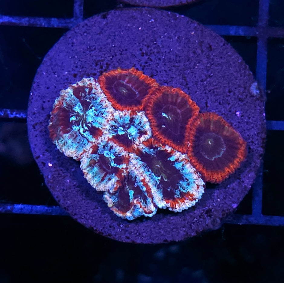 Worlds Collide Grafted Micro Favia 🦄