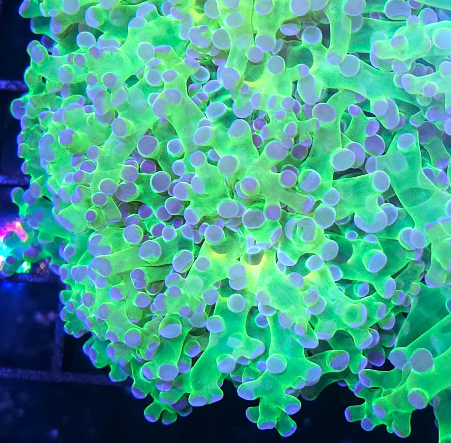 Purple Tip Frogspawn