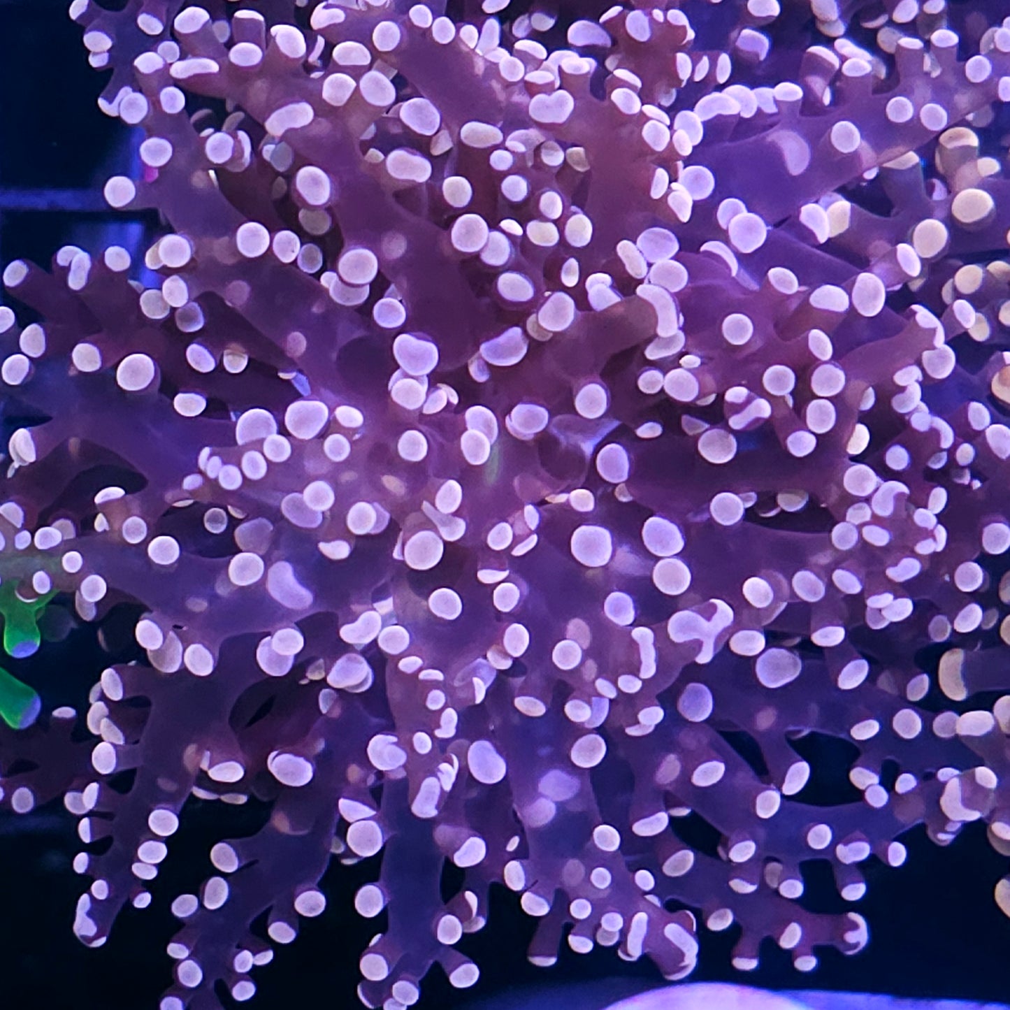 Orange Frogspawn