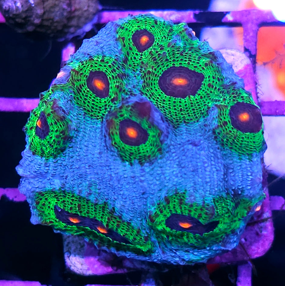 DR Avatar Chalice Colony