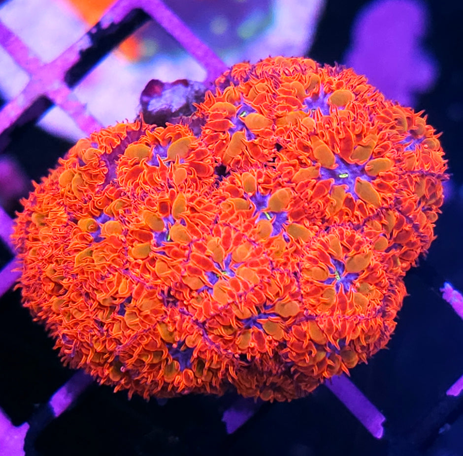 Aquacultured Blue Raven Blasto Colony