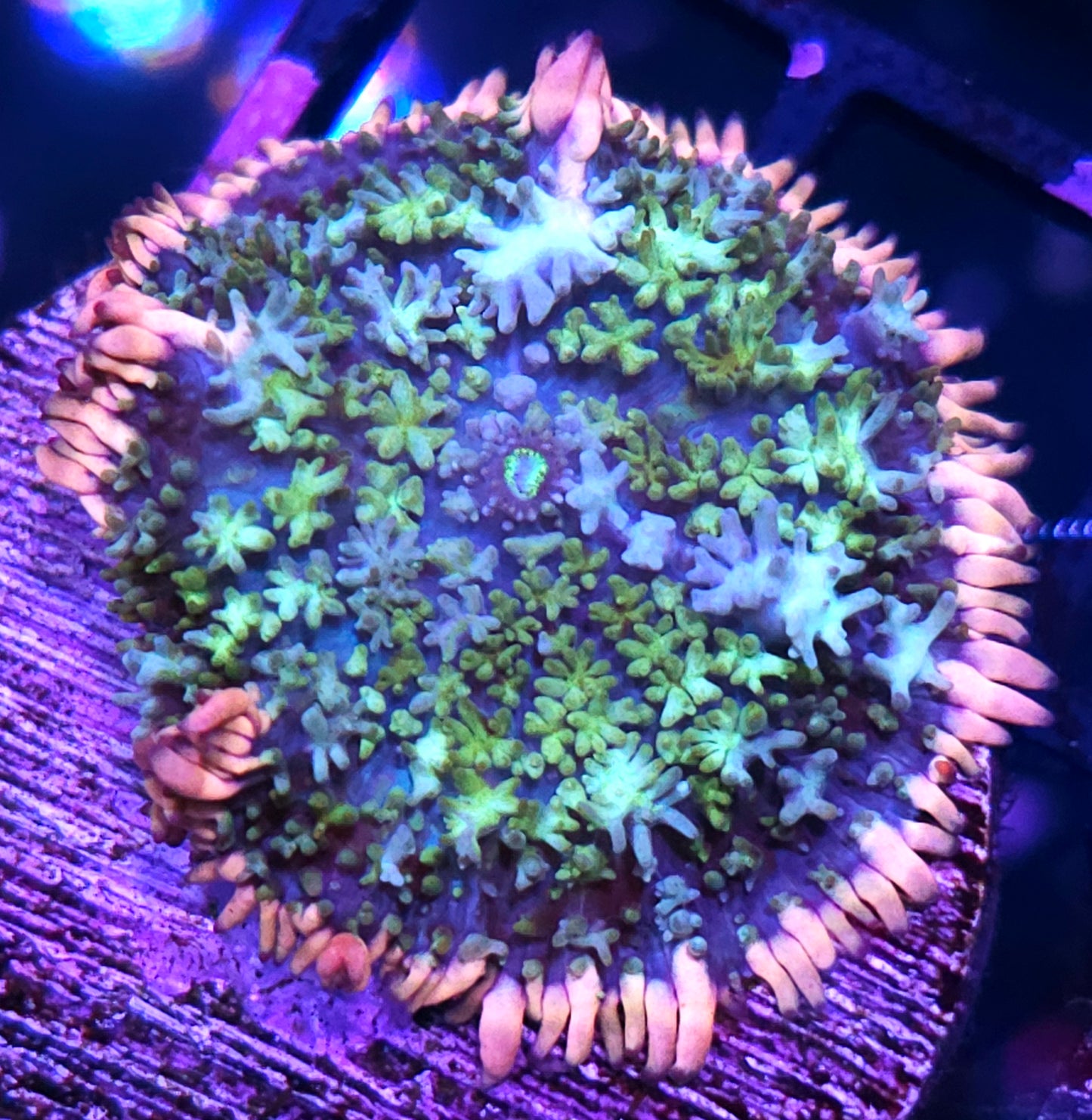 Frankenstein Bounce Mushroom
