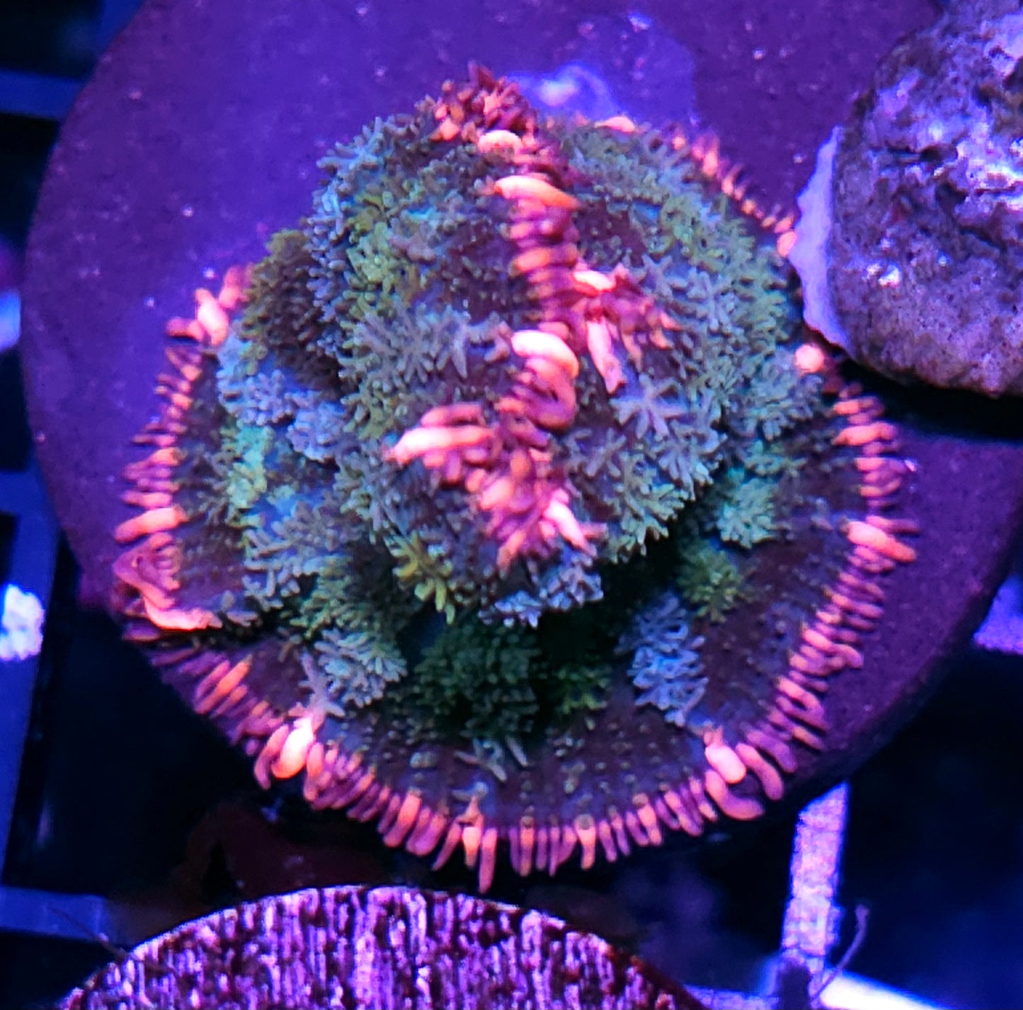 Frankenstein Bounce Mushroom