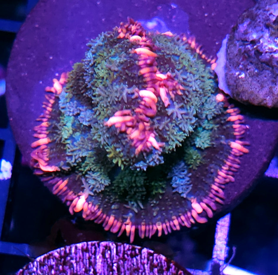 Frankenstein Bounce Mushroom