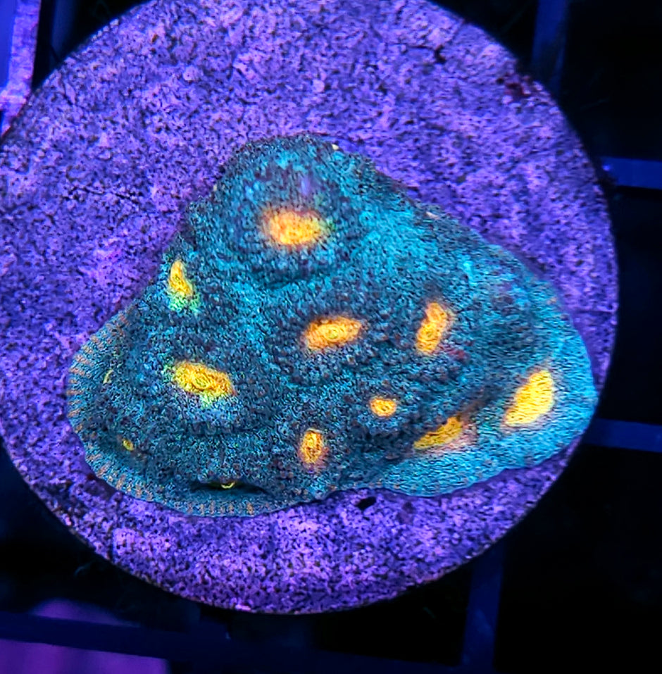 HF Helios Favia