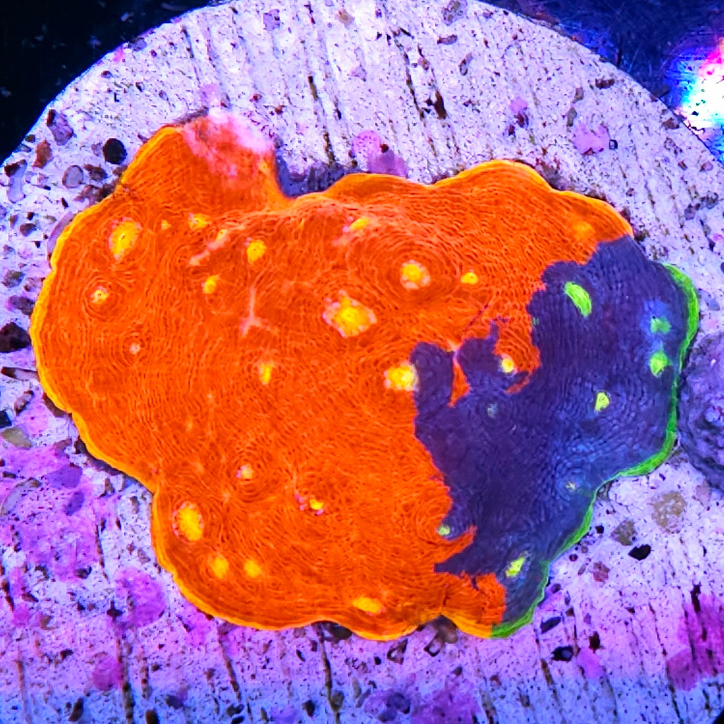 3-4" Jelly Beans Rainbow Chalice Colony