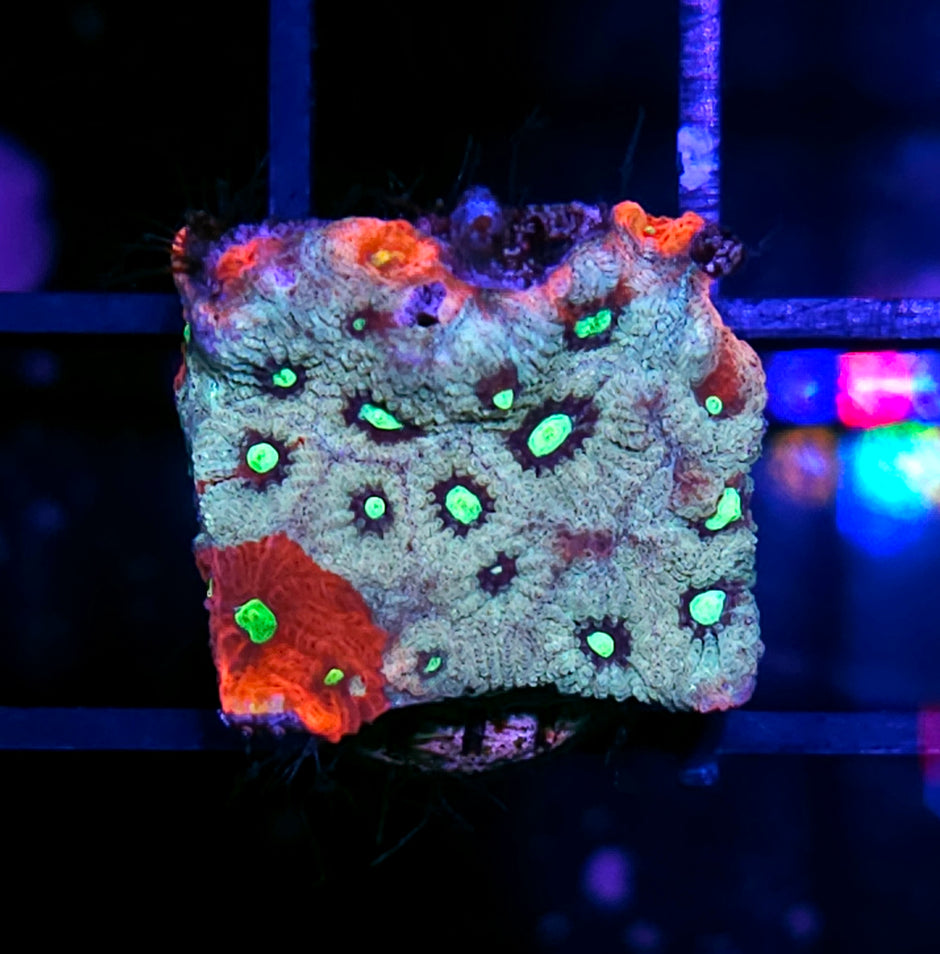 Waverly Place War Coral
