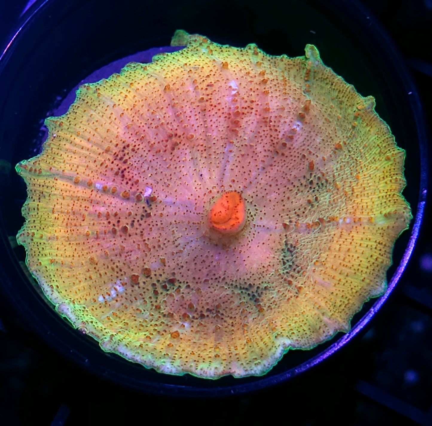 Tequila Sunrise 🌅 Neglecta Umbrella Mushroom