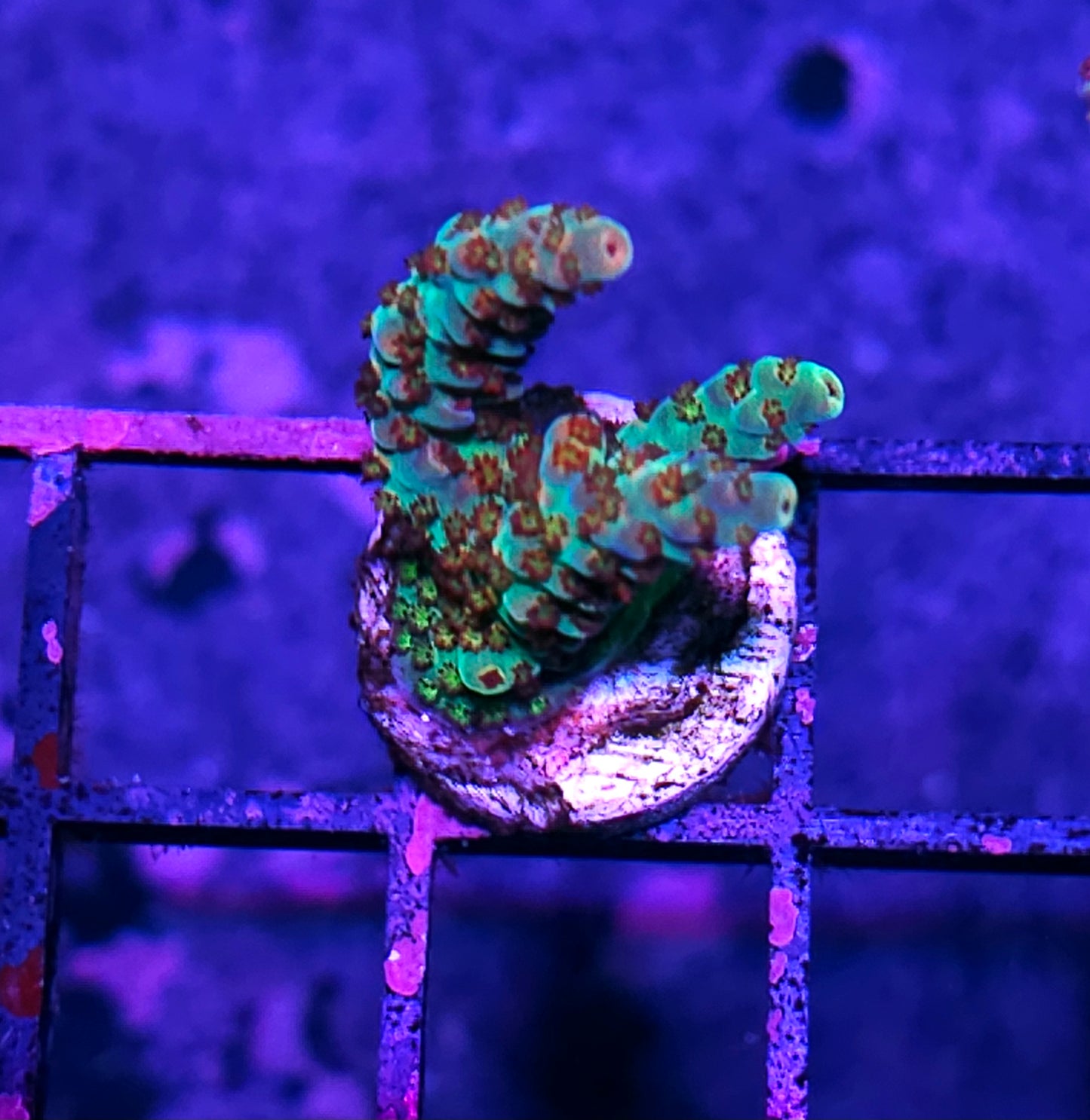 DR Dominatrix Acropora