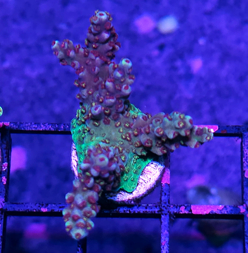DR Pomegranate Punch Acropora