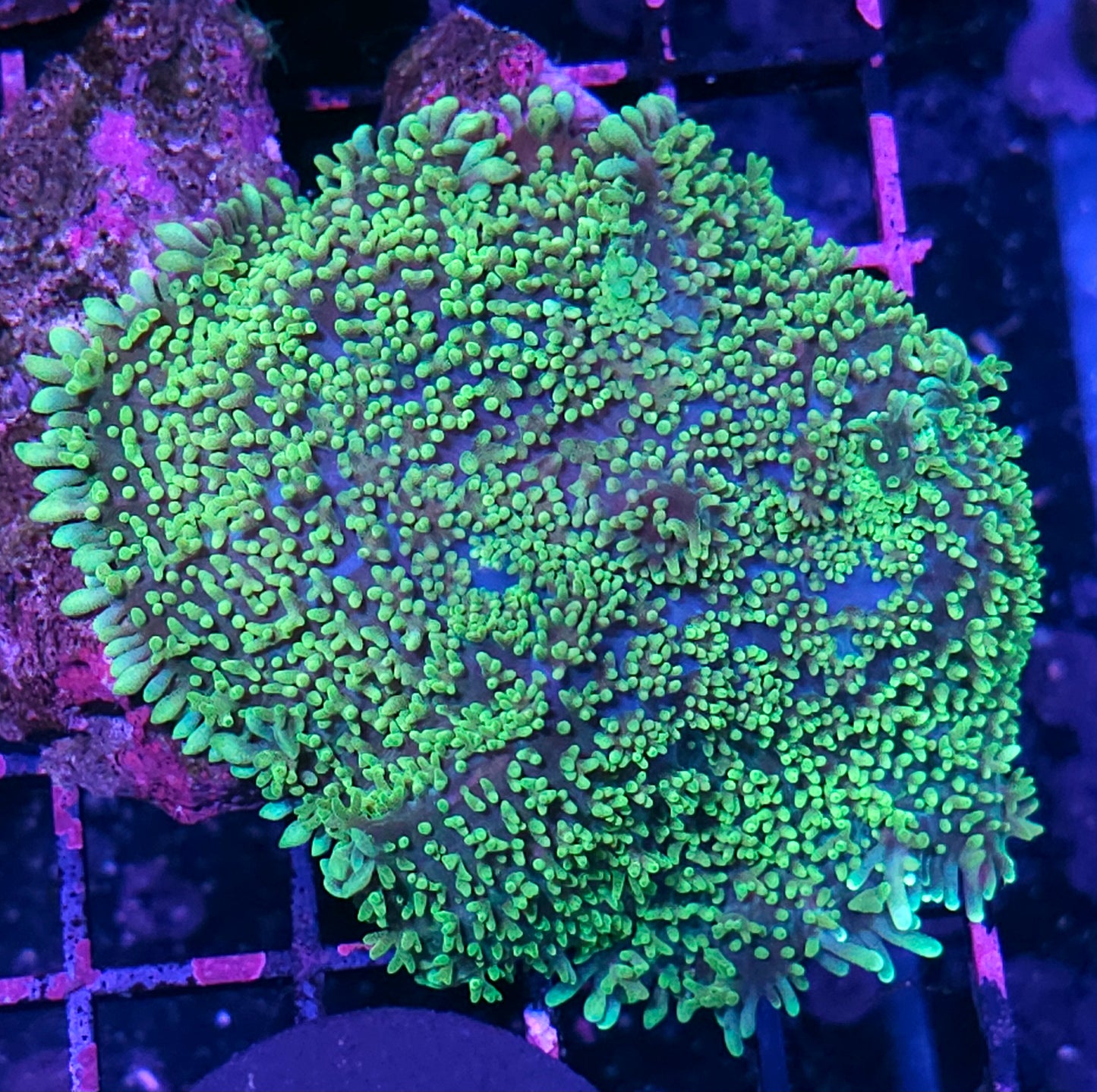 5" Plasma Rhodactis Gigantus RARE