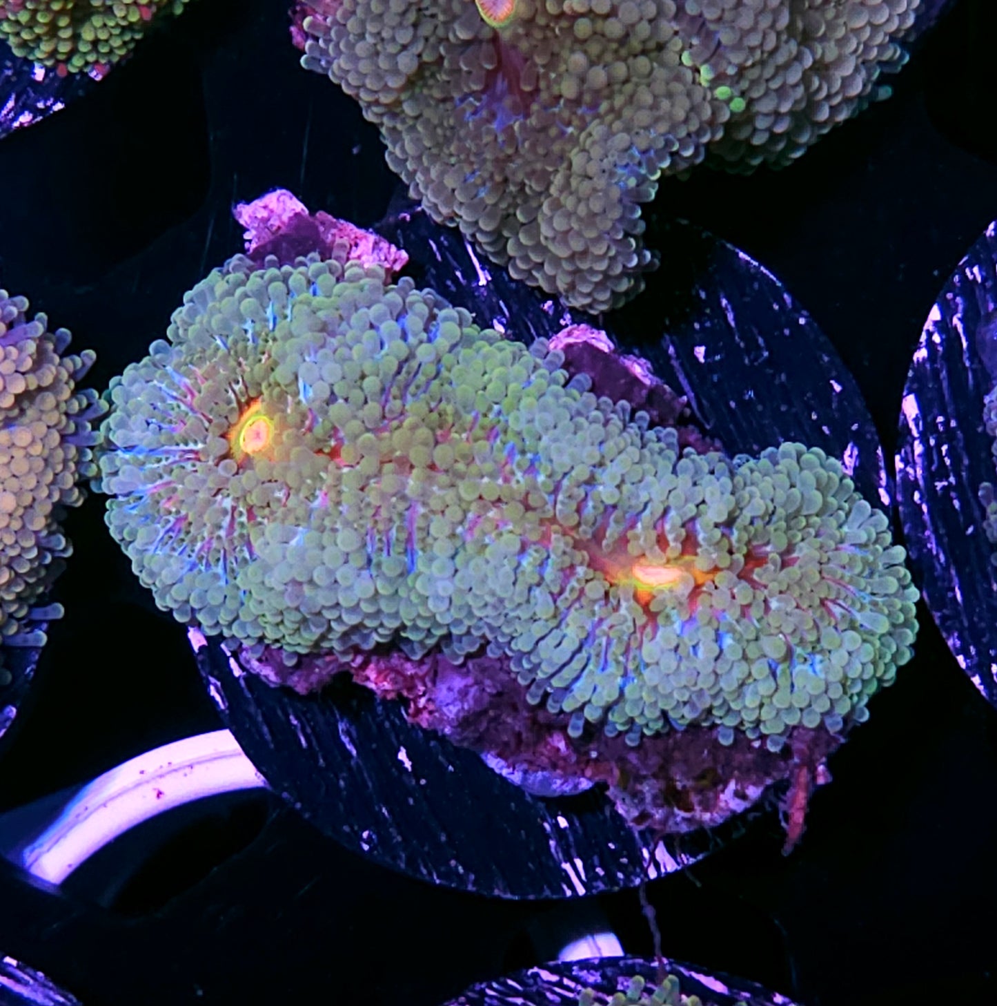 Premium Special Grade Ricordea