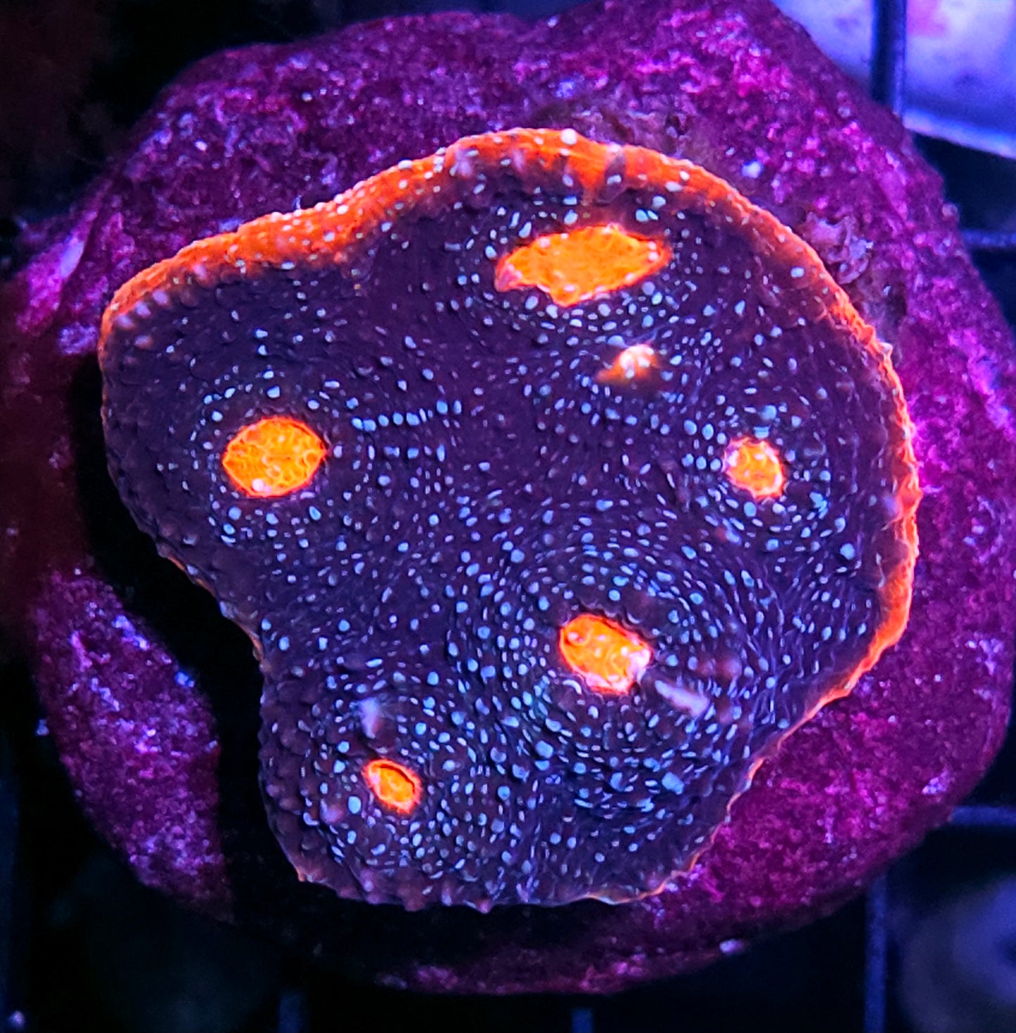 3" HF Infinite Abyss Red Rim Chalice Colony