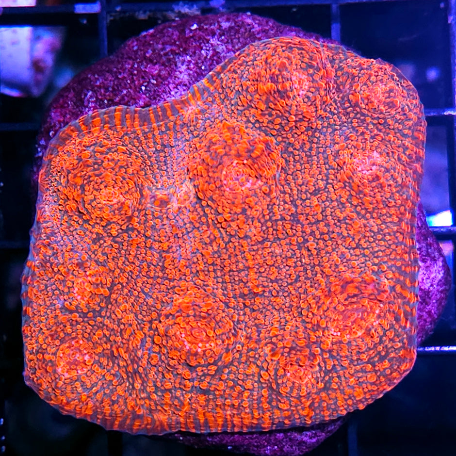 4" Hellraiser Chalice Colony