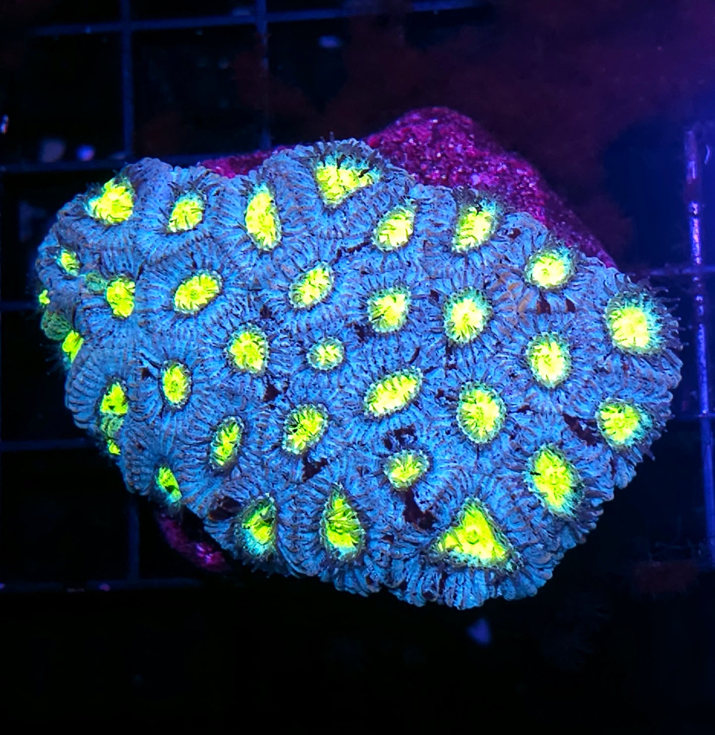 4" Bahama Mama Micro Favia Colony