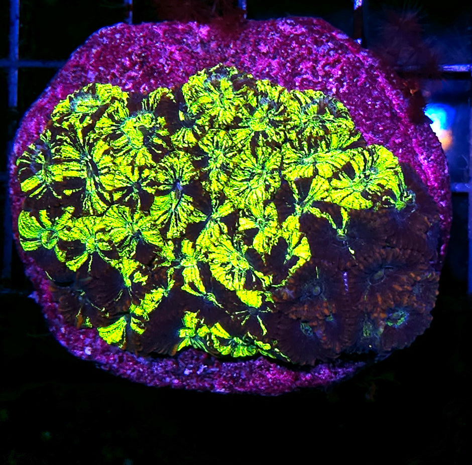 4" Hostile Takeover Micro Favia Colony