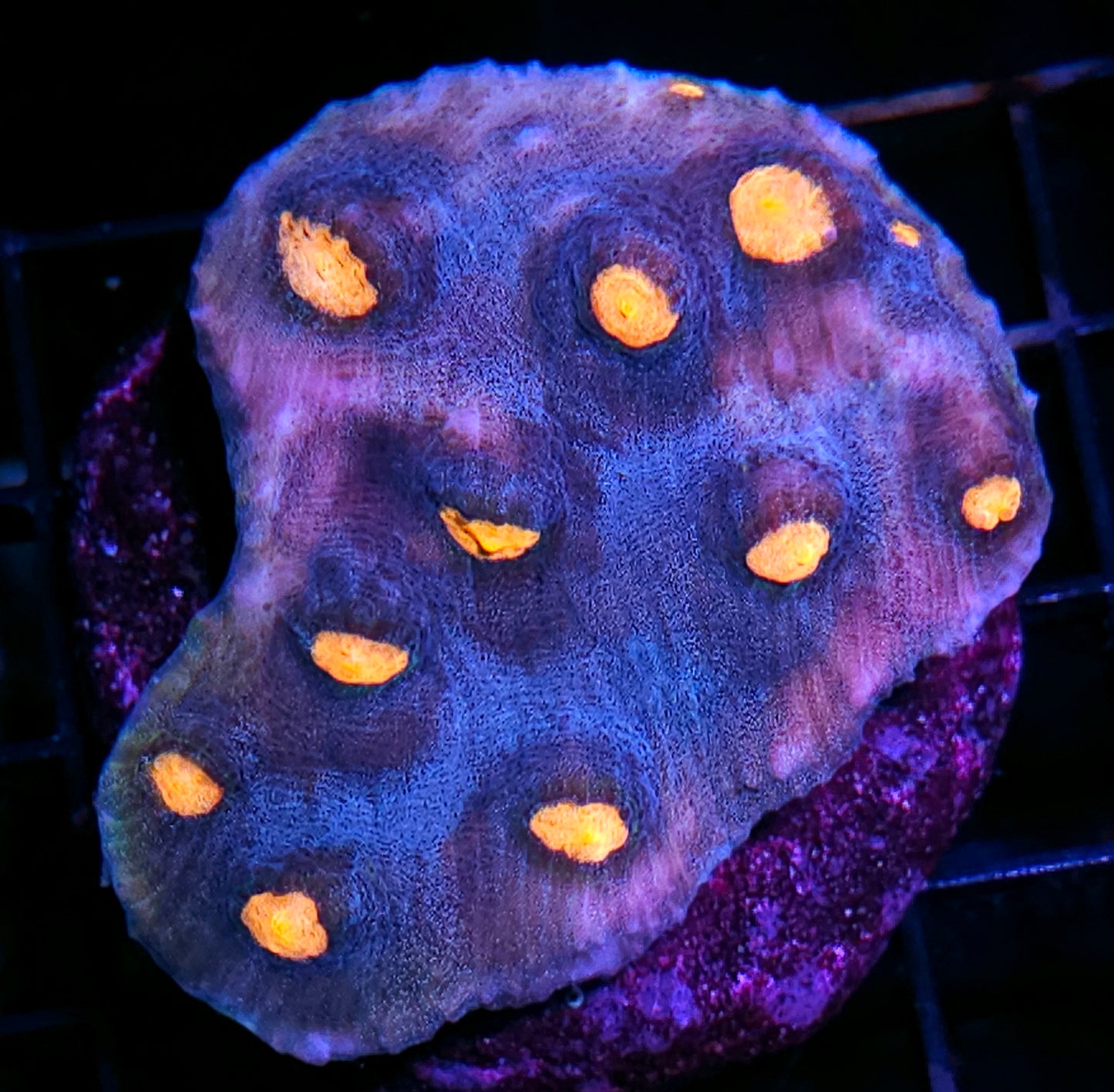 4" Waterslide Chalice Colony