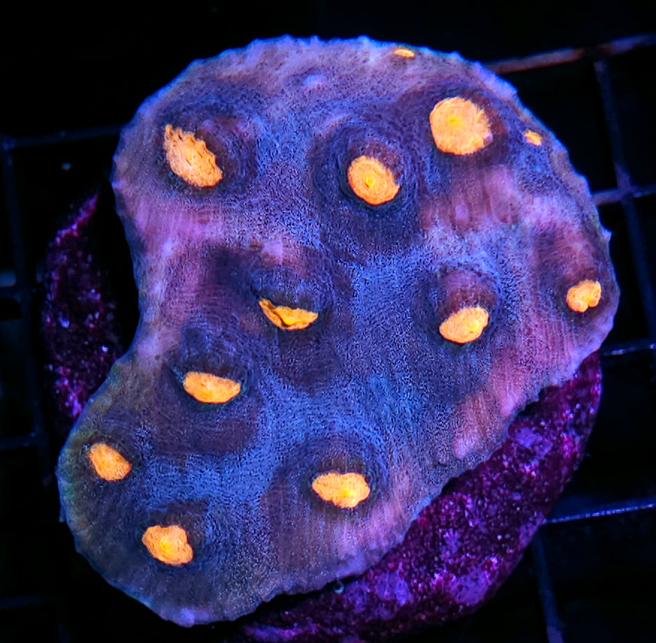 4" Waterslide Chalice Colony